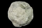 Keokuk Quartz Geode with Calcite Crystals - Iowa #144716-1